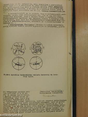 Általános állattan 1934/35. I. félév