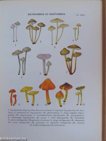 Erdő-mező gombái