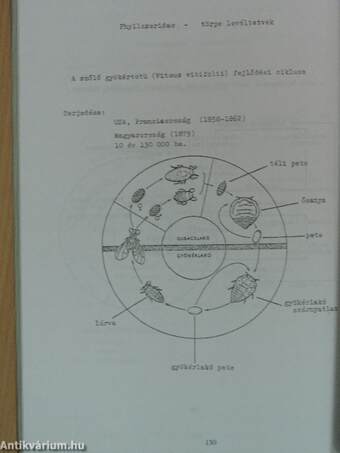 Utmutató a mezőgazdasági állattan tanulásához I-II. félév