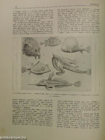 "Darwin" 1916. január 15.