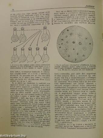 "Darwin" 1916. április 1.