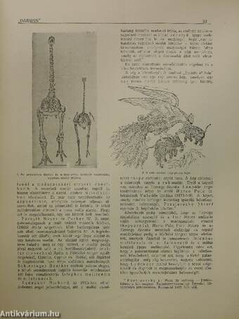 "Darwin" 1918. március 1.