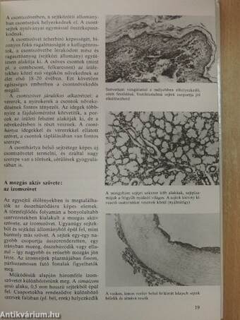 A csodálatos emberi test