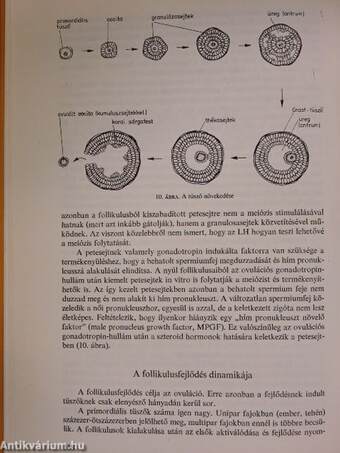 A nőivarú állatok szaporodásbiológiája