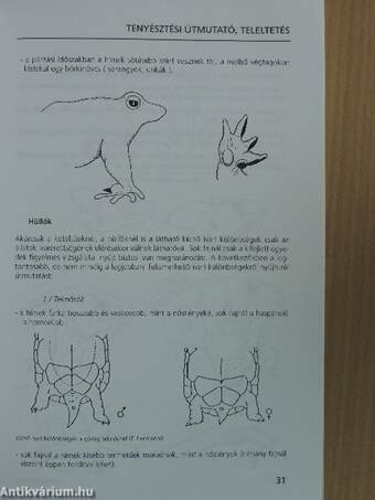 Kétéltűek és hüllők a terráriumban