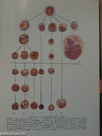 Orvosi élettan I-II.