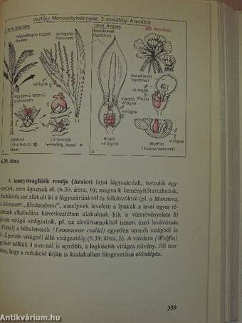 Botanikai kompendium