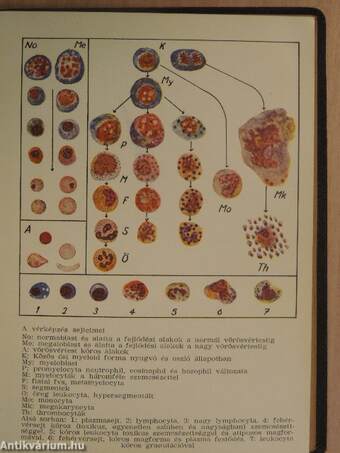 A gyakorló orvos laboratóriuma