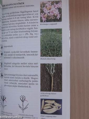 Magyarországi gyógynövények képes enciklopédiája