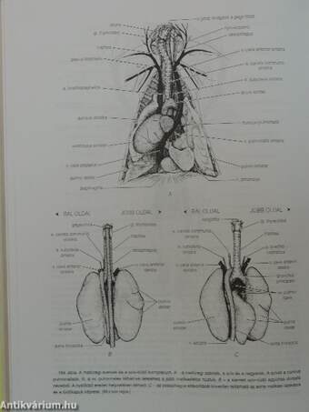 Összehasonlító anatómiai praktikum II.