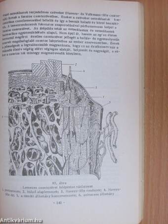 Összehasonlító állatszervezettan I. (töredék)