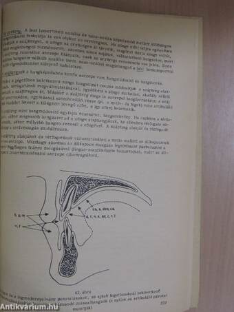 Orálbiológiai előadások