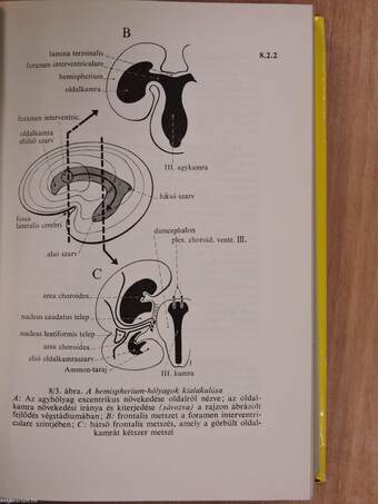 Functionalis anatomia 3.