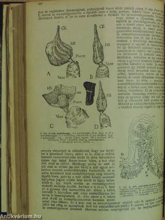 Magyar Méh 1924. (nem teljes évfolyam)/1925. január-december