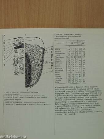 Jógakonyha