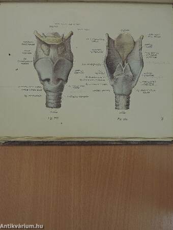 Az ember anatomiájának atlasza II. (töredék)