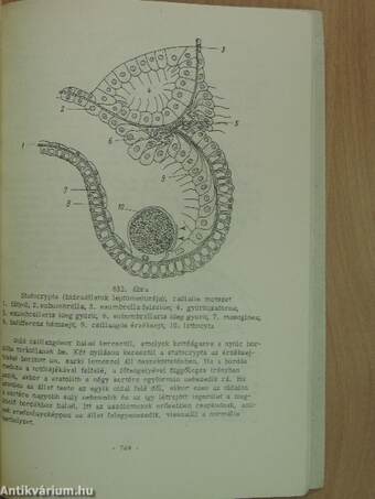 Összehasonlító állatszervezettan III. (töredék)