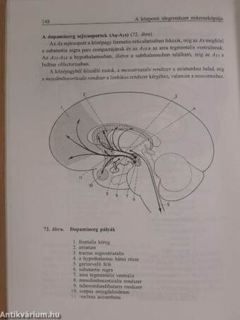 Vezérfonal a neuroanatómiához