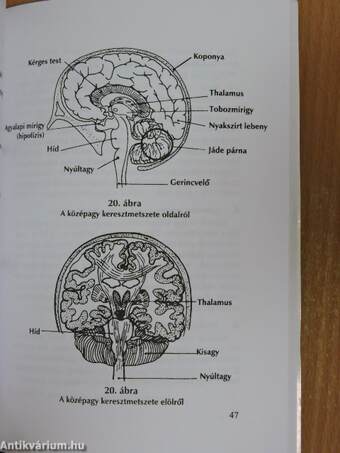 A stressz életerővé alakításának taoista módszerei