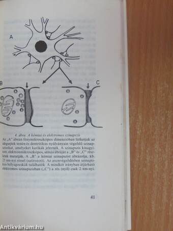 Mi a neurobiológia?