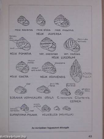 A csigahús termelése