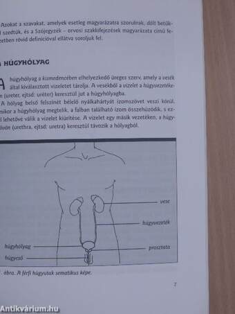 Amit a hólyagrákról tudni kell