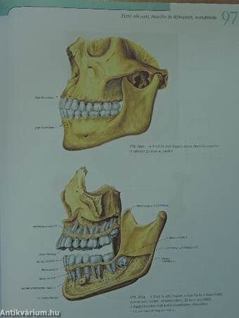 Sobotta - Az ember anatómiájának atlasza 1-2.