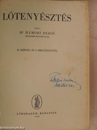 Lótenyésztés