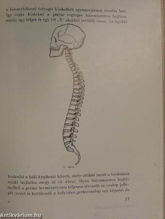 Elméleti és gyakorlati vezérfonál a gyógygimnasztika tanításához