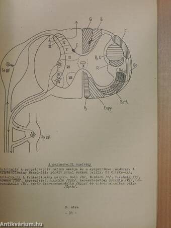 A neuro-anatomia alapjai