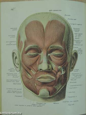 Az ember anatomiájának atlasza I-III.
