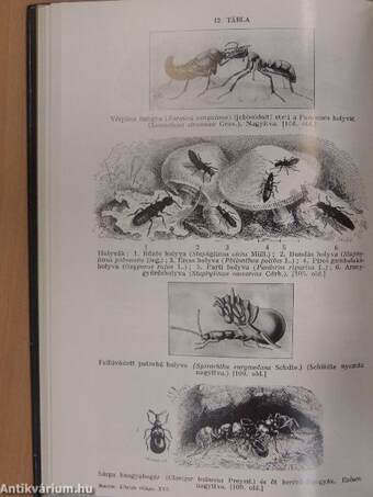 Brehm - Az állatok világa 16.