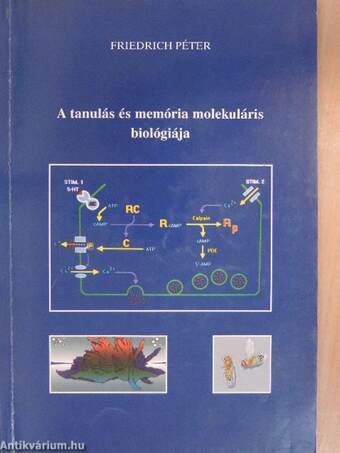 A tanulás és memória molekuláris biológiája