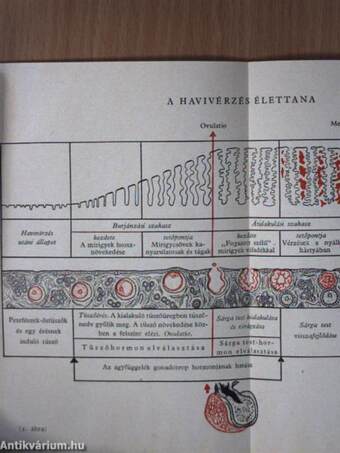 A női ivarhormonok és gyakorlati alkalmazásuk