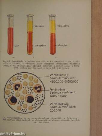 A vérátömlesztésről és a véradásról