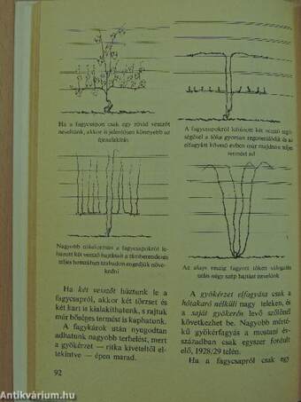 Szőlőlugas