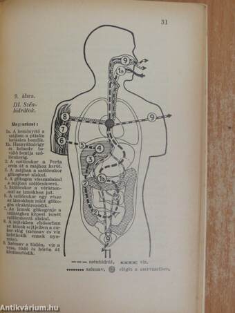 Az emberi test háztartása