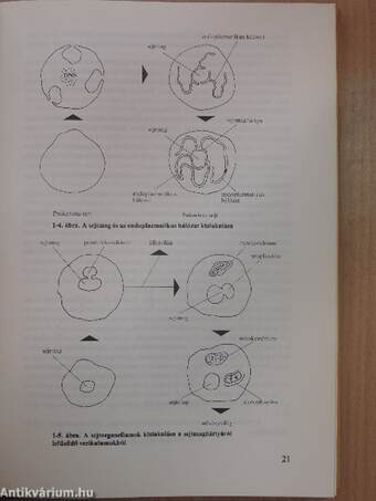 Evolúció II.