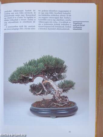 Szép bonsai