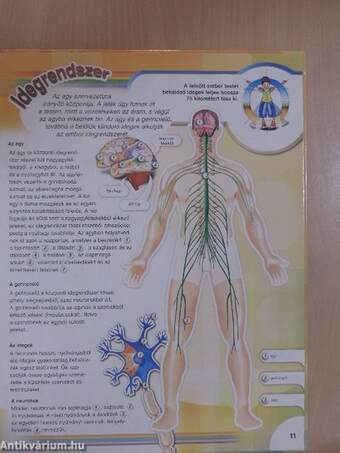 Az emberi test működése