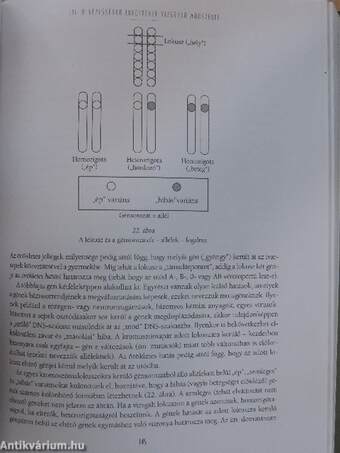 A magyarság genetikája