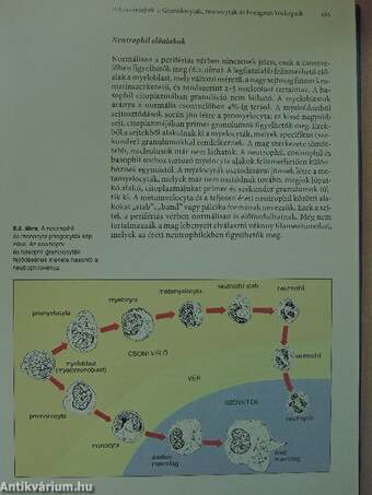 A klinikai haematologia alapjai