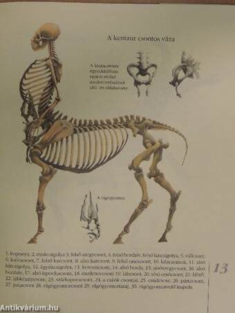A kentaur természetrajza