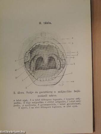 Az orr, a garat és a gége egészségtana