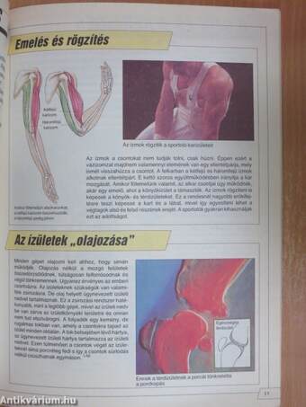 Az emberi test