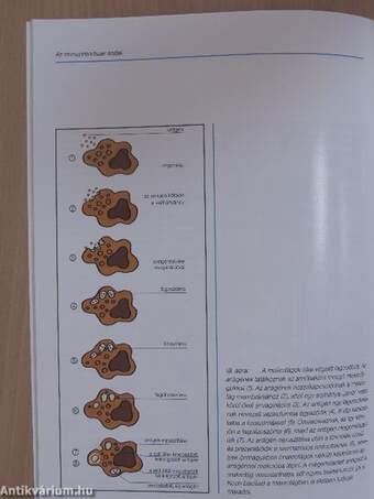 A légzőrendszer immunológiája 1-2.