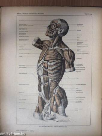 Plastisch-Anatomischer Handatlas