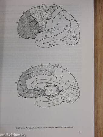 Neurológia, Neuropszichológia