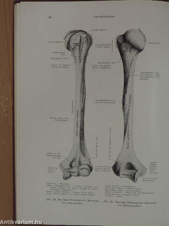 Anatomie und Physiologie