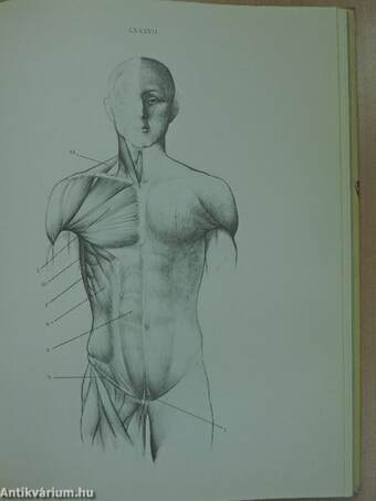 Anatomy for the Artist